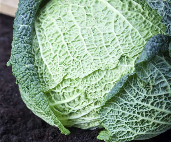 Brassica oleracea var. capitata var. sabauda