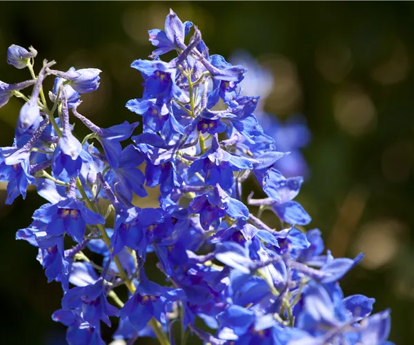 Delphinium x cultorum