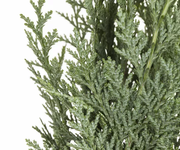 Chamaecyparis lawsoniana