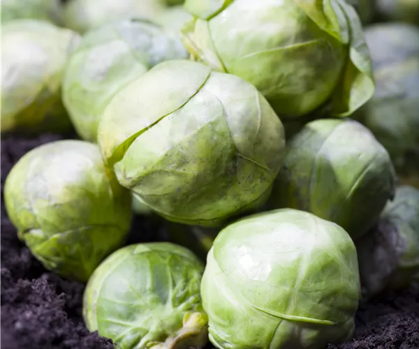 Brassica oleracea var. gemmifera