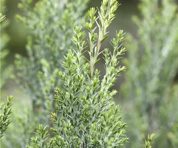 Chamaecyparis lawsoniana 'Ellwoodii'