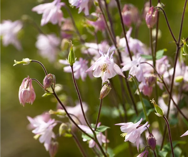 Aquilegia vulgaris
