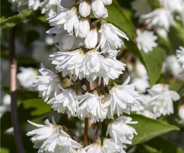 Deutzia scabra 'Plena'