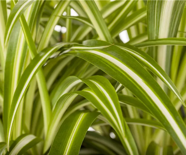 Chlorophytum comosum