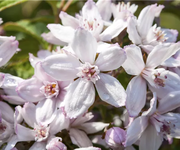 Deutzia x hybrida 'Mont Rose'