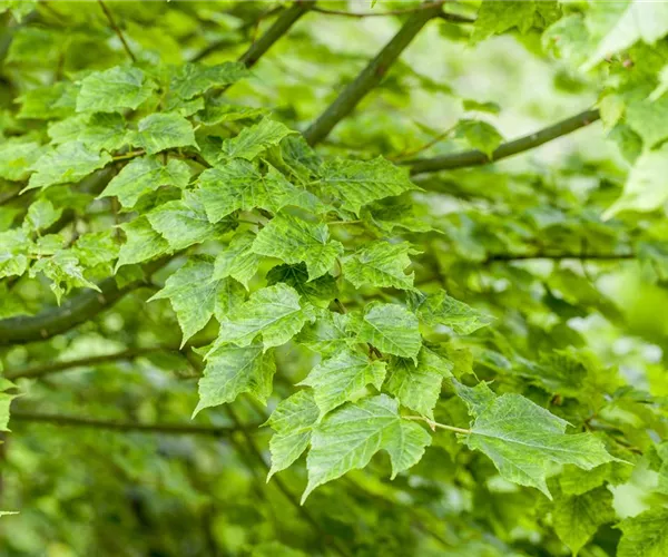 Wunderschöne Gehölze für große und kleine Hausgärten