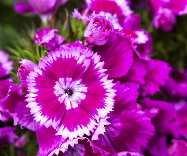 Dianthus barbatus