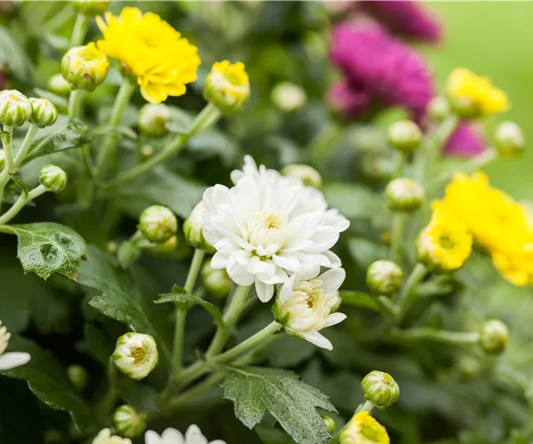 Chrysanthemum indicum 'Trio'
