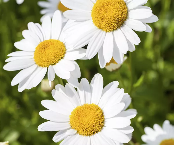 Argyranthemum frutescens