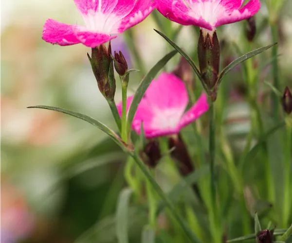Dianthus 'Kahori'®