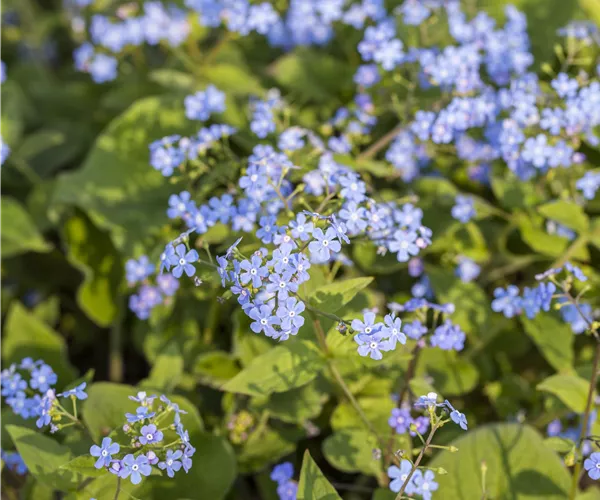 Brunnera macrophylla