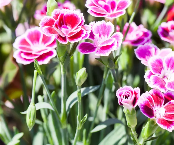 Dianthus 'Pink Kisses'®