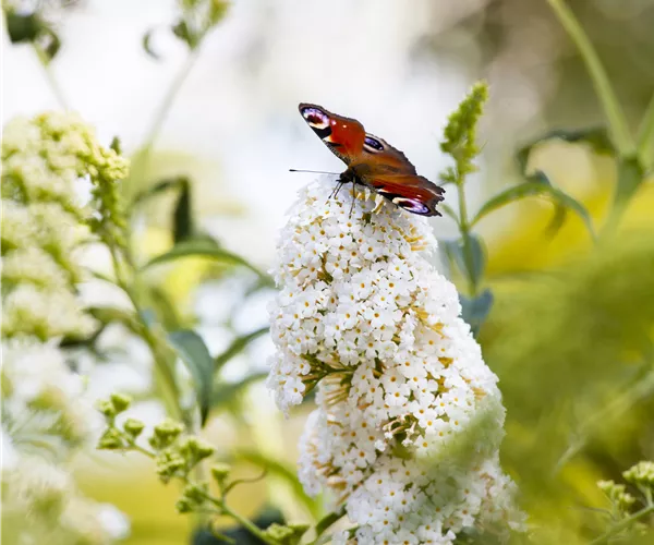 Buddleja davidii