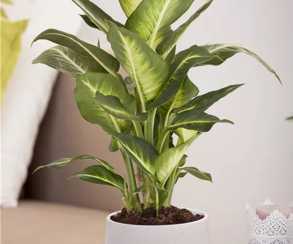 Dieffenbachia maculata