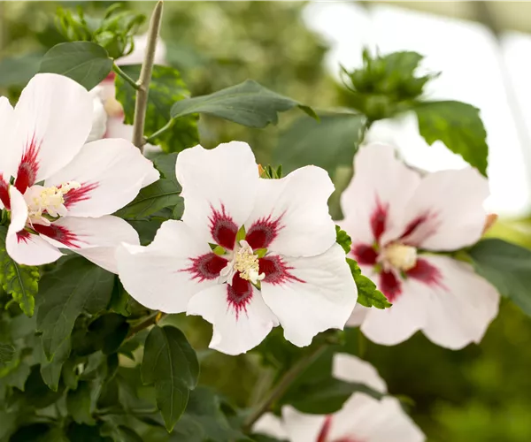 Hibiscus syriacus 'Hamabo'