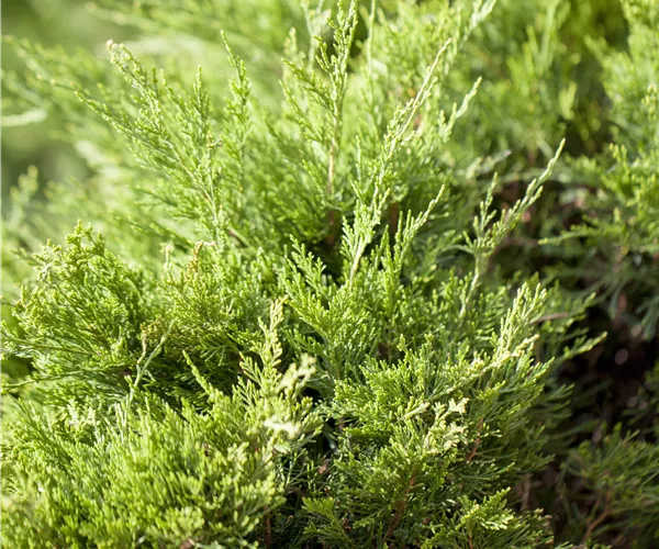 Juniperus x pfitzeriana 'Mint Julep'