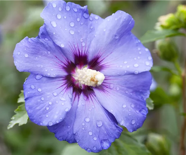 Hibiscus syriacus 'Oiseau Bleu'