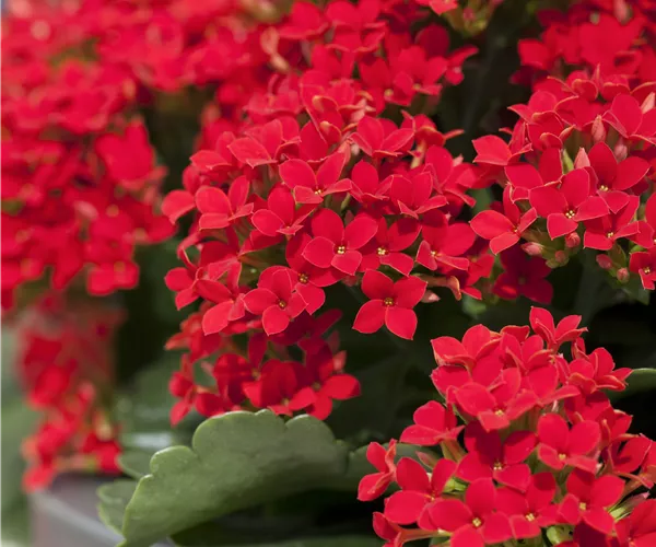 Kalanchoe blossfeldiana