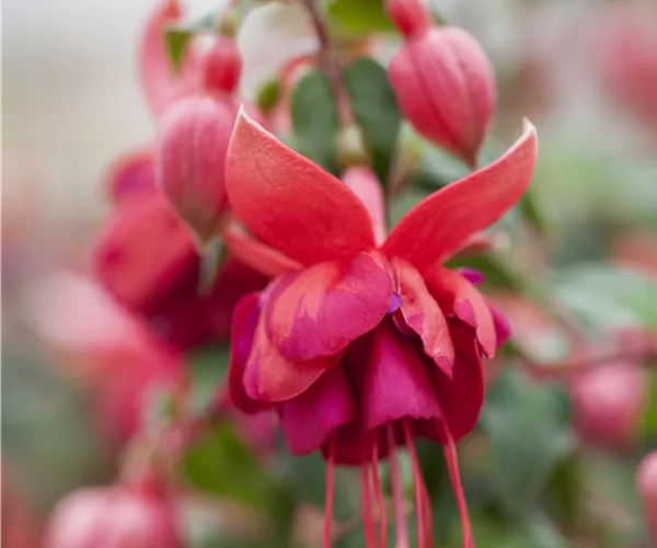 Fuchsia 'Jollies'®
