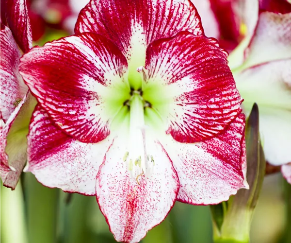 Hippeastrum