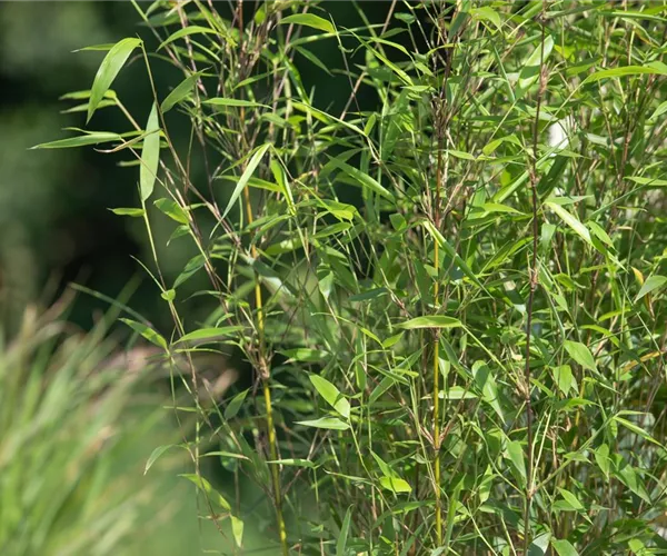 Bambus – das exotische Multitalent im Garten