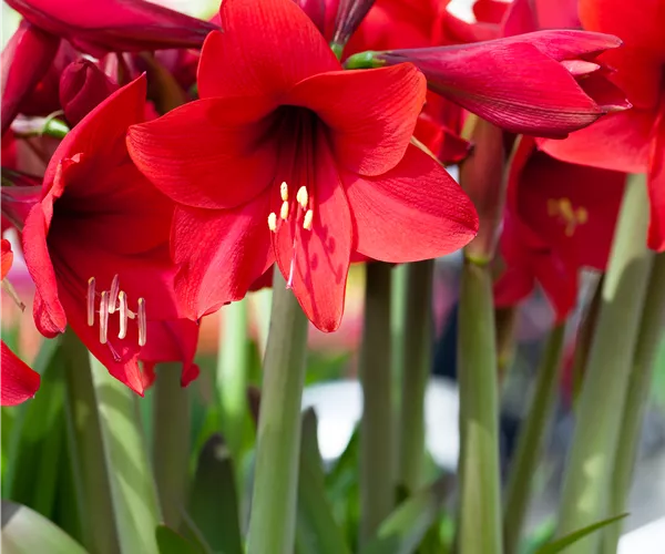Hippeastrum 'Kolibri'