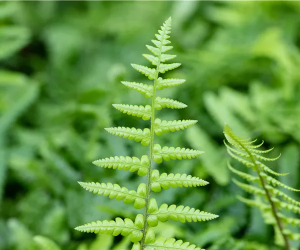 Dryopteris affinis