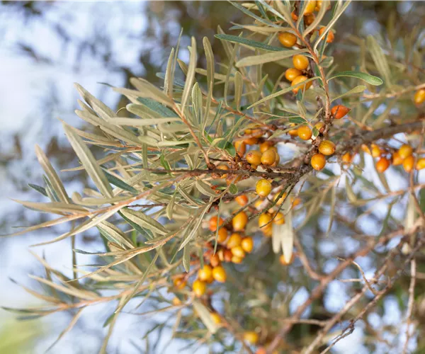 Hippophae rhamnoides