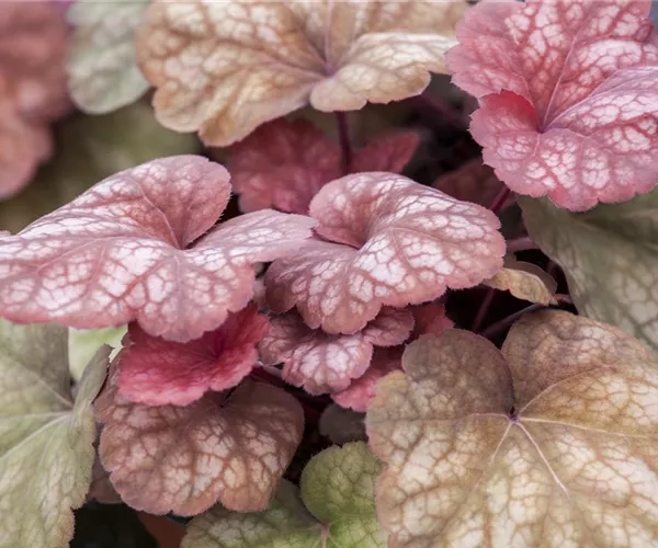 Das Purpurglöckchen – eine Kämpfernatur im Staudenbeet