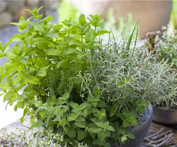 Küchenkräuter