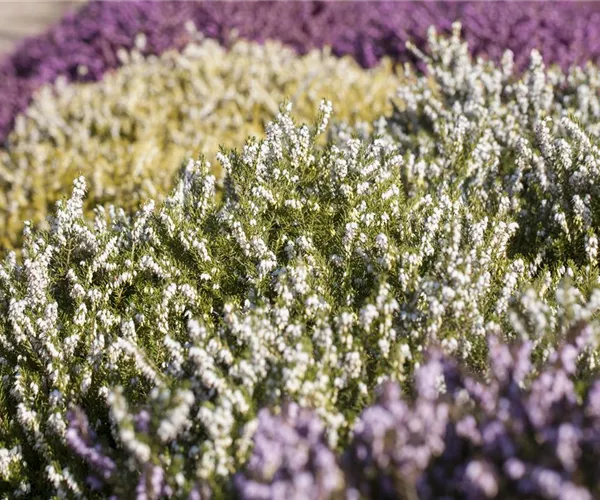 Der Heidegarten: Erholung und Idylle für Zuhause