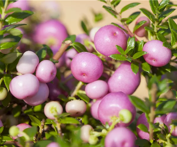 Gaultheria mucronata