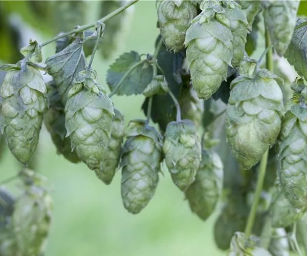 Humulus lupulus