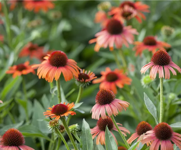 Echinacea purpurea