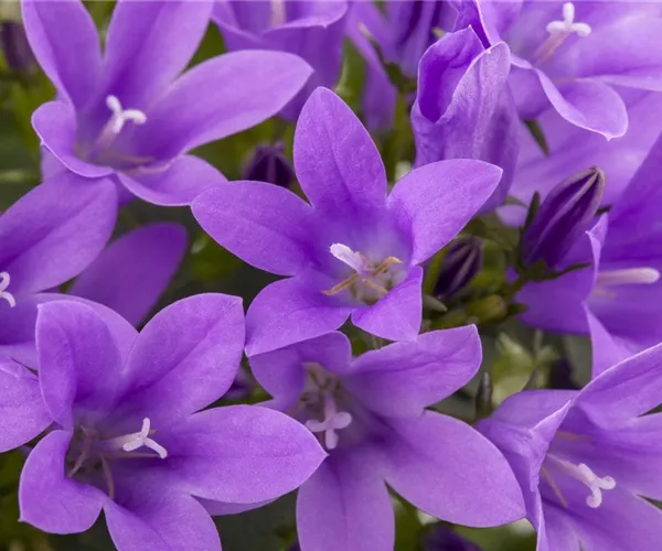 Die Glockenblume als perfekter Nachbar im Garten