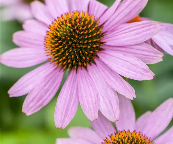 Echinacea purpurea 'PowWow'®