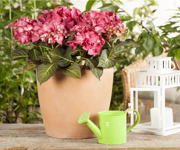 Hydrangea 'Black Diamonds'®