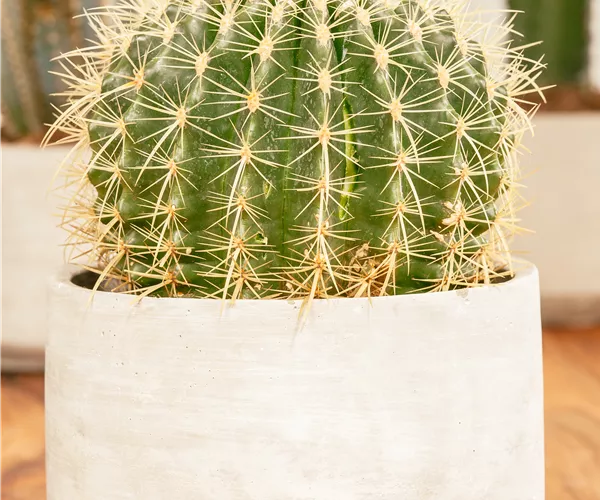 Echinocactus grusonii