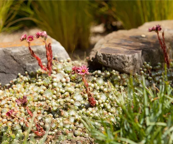 Der Steingarten – kleine Gebirge und Überlebenskünstler