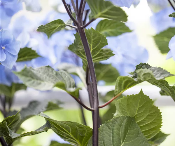 Hydrangea 'Black Steel'®