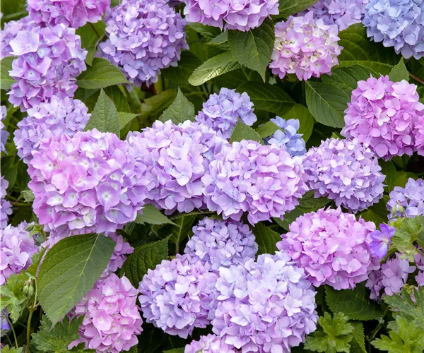 Hydrangea 'Endless Summer'®