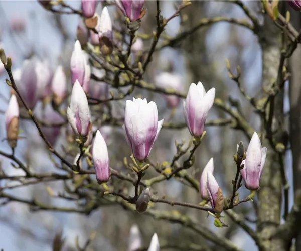 Die Magnolie – Blütenzauber im Frühling