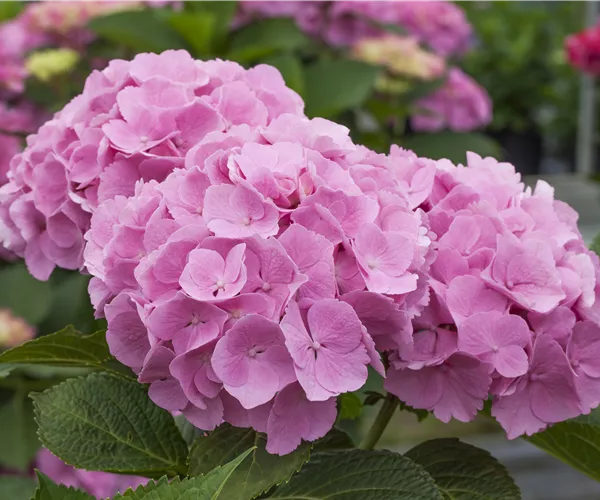 Hydrangea 'Forever & Ever'®