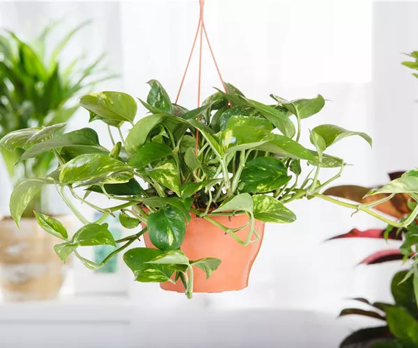 Efeutute - der lufterfrischende Glücksbringer