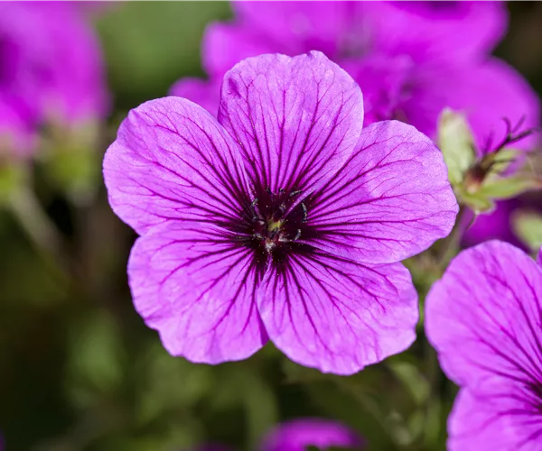 Geranium sanguineum