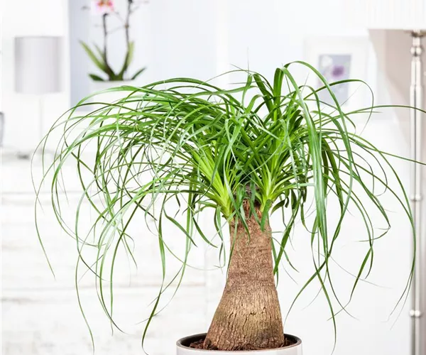 Elefantenfuß: der Dickhäuter unter den Zimmerpflanzen