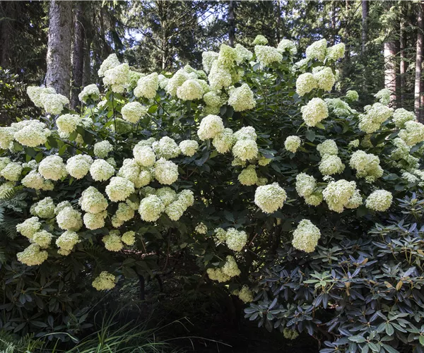 Hydrangea paniculata