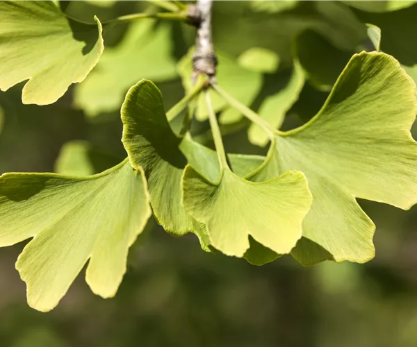 Ginkgo biloba 'Menhir'®