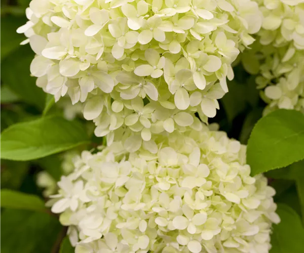 Hydrangea paniculata 'Limelight'(s)