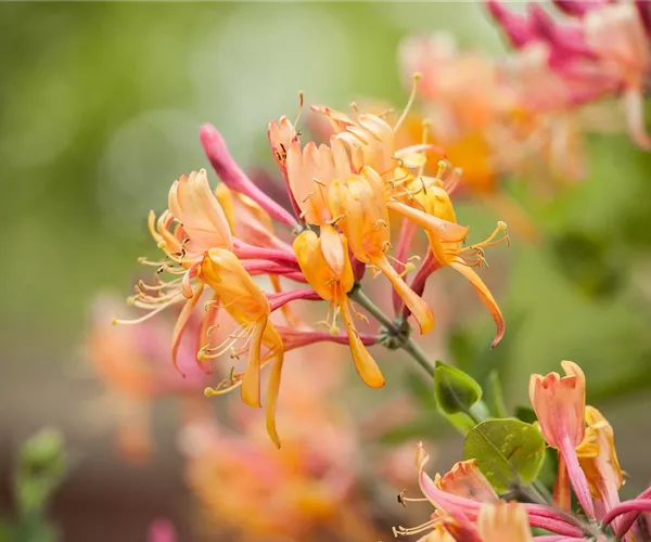 Frühblühende Gehölze - Die Vorboten des Frühlings